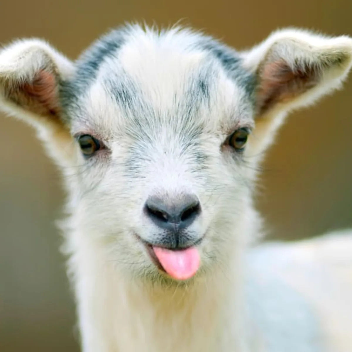 Goats