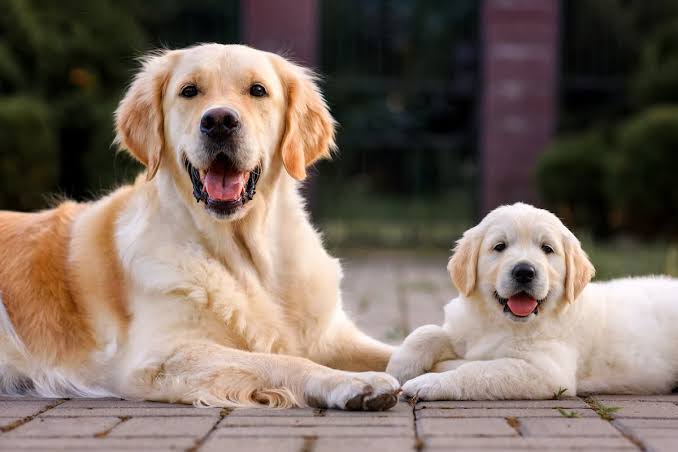 Dogs