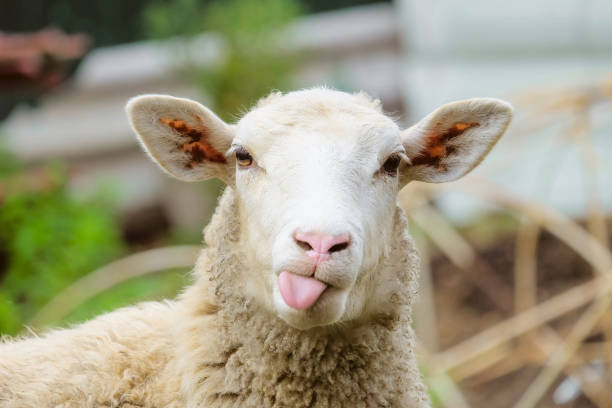 Sheeps