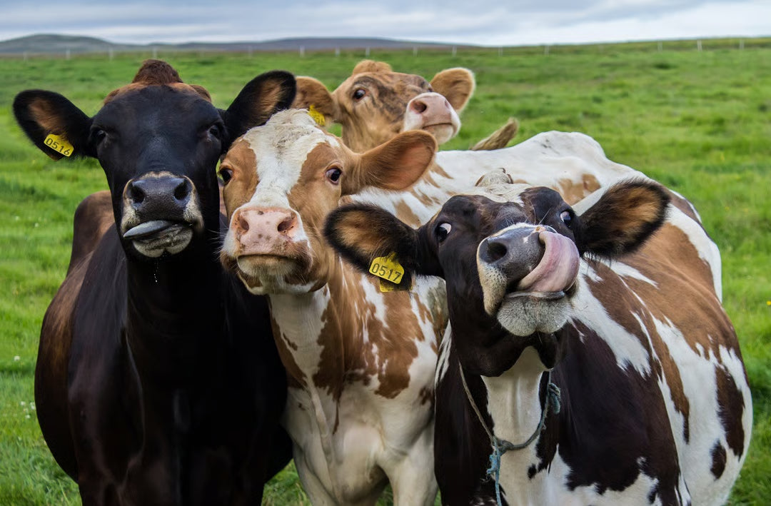 Cows